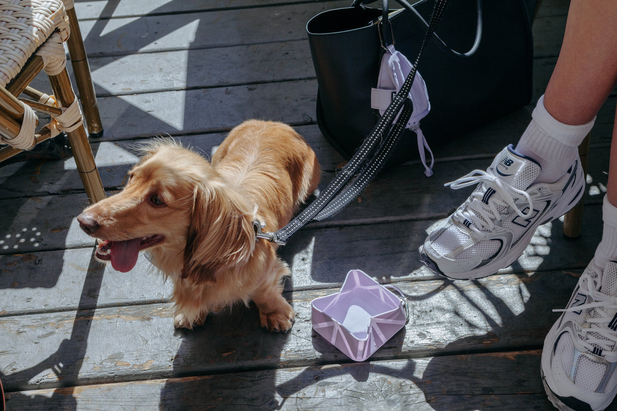 Water Boy – Collapsible Dog Water Bowl for Walks, Travel & Hiking