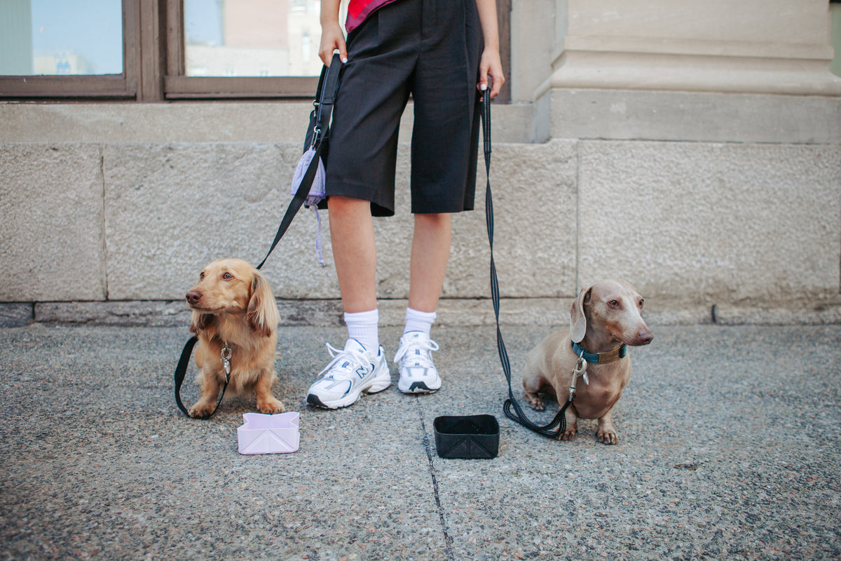 Water Boy – Collapsible Dog Water Bowl for Walks, Travel & Hiking
